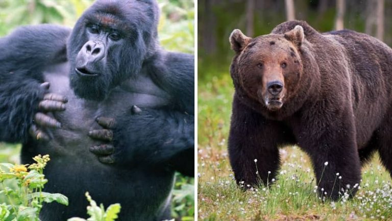 Differences & Similarities Between Grizzlies Vs Gorillas