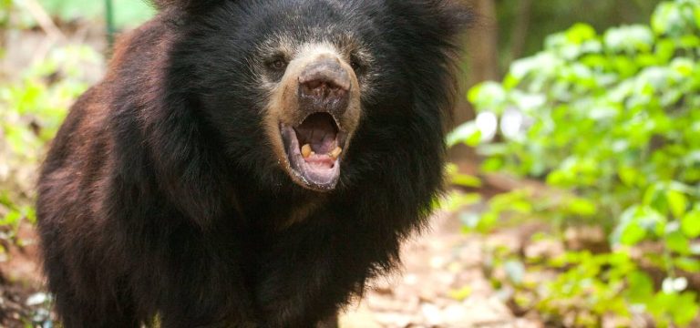 Sun Bear vs Moon Bear: What is the Difference?