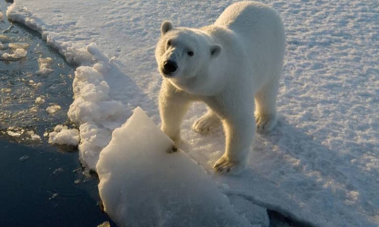 The Science Behind Why Do Polar Bears Have White Fur!