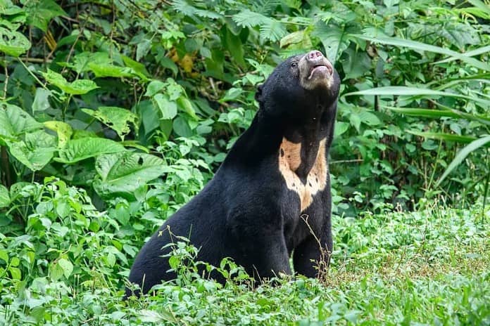Are Sun Bears Dangerous? What You Need to Know About Them