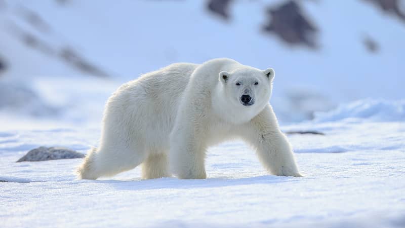 why are polar bears white