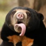 Why Sun Bears are Endangered and What You Can Do to Help
