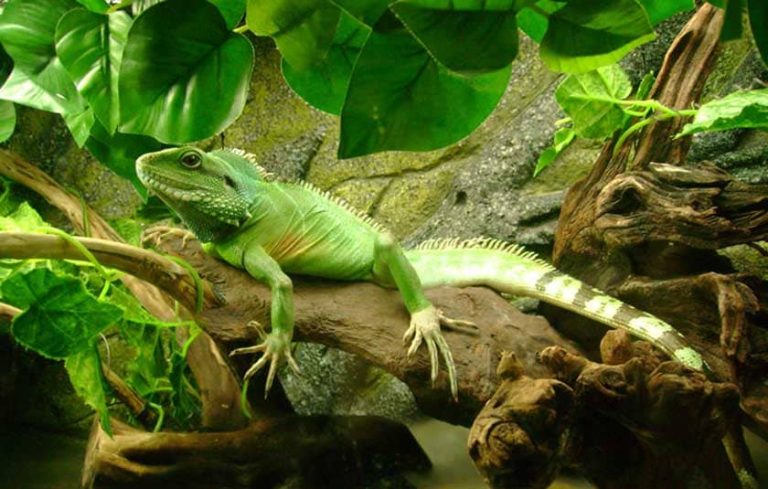 Guide to The Ideal Chinese Water Dragon Habitat