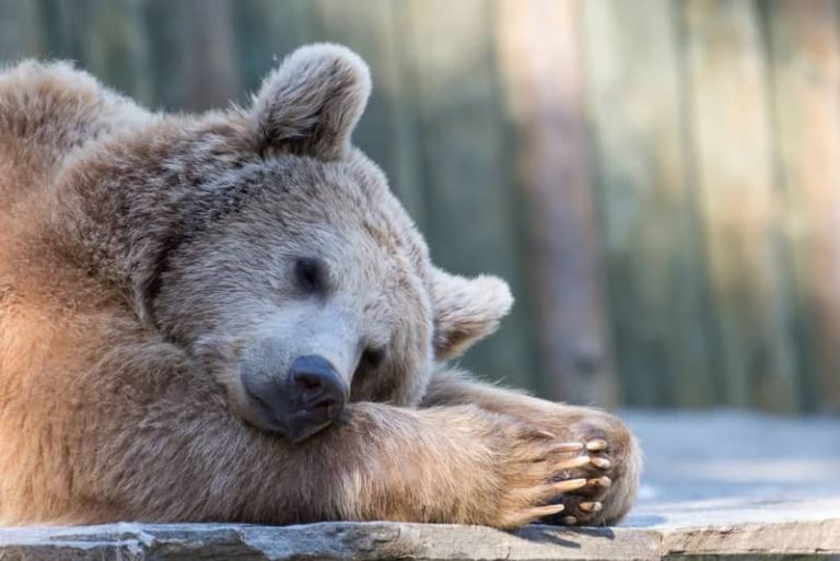 Do Bears Wake Up During Hibernation? More Questions Answered!