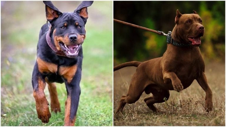 Top 5 Most Dangerous Dog Breeds: What You Need To Know