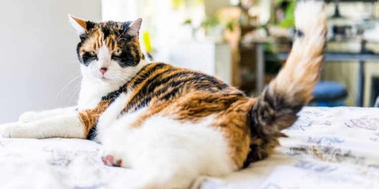Why Do Cats Wag Their Tails While Lying Down? 8 Main Reasons
